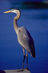 great-blue-heron Great Blue Heron
