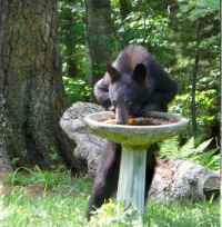 picture31