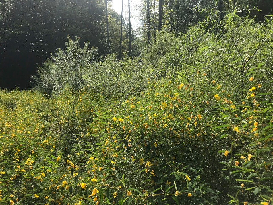 A restored stream corridor with native partridge pea flowers—a favorite of bumblebees’—and willows planted in the riparian zone.
