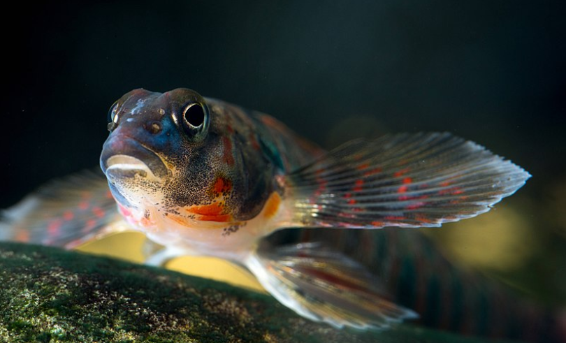 Candy Darter (Etheostoma osburni) from West Virginia Pectoral fin (upper) and pelvic fin (lower, on rock) | Credit: United States Fish and Wildlife Service